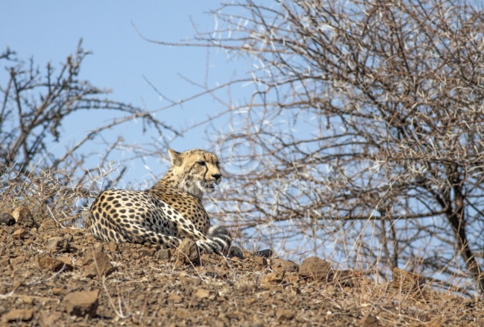 Cheetah