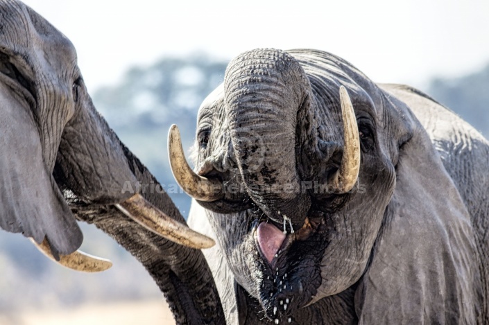 Elephant Pair, Close View