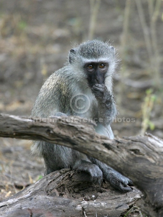 Vervet Monkey