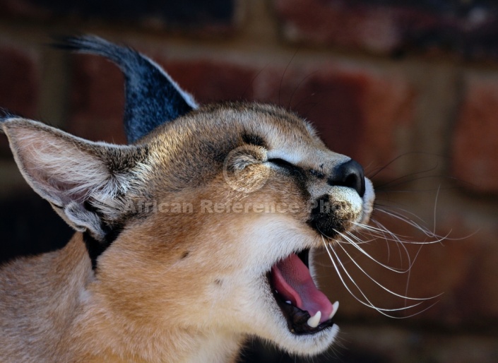 Caracal Yawning