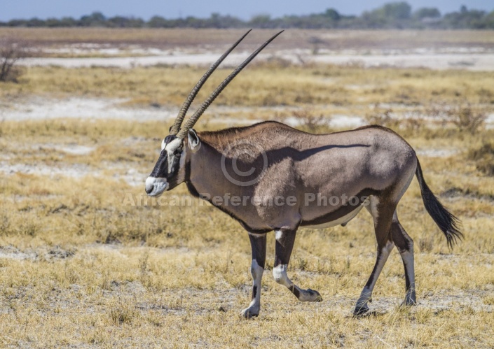 Gemsbok Male in Grassland