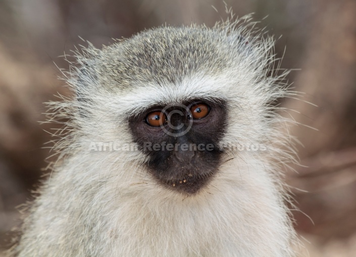 Vervet monkey wildlife reference photo