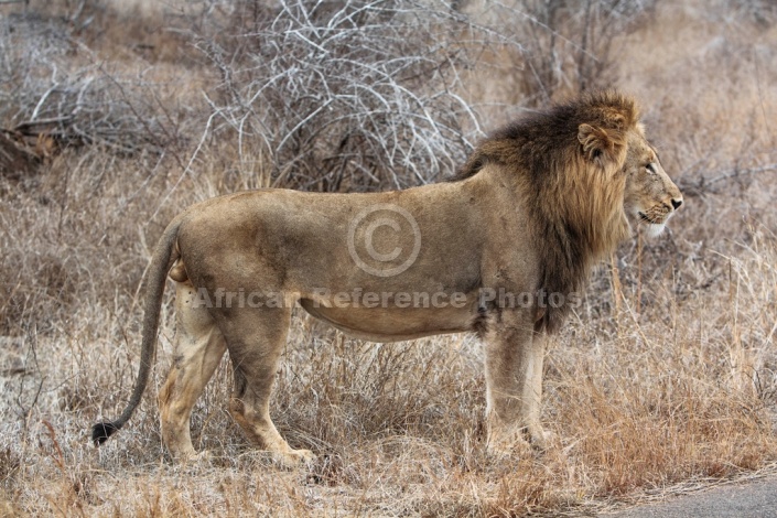 Adult Male Lion, Art Reference Picture