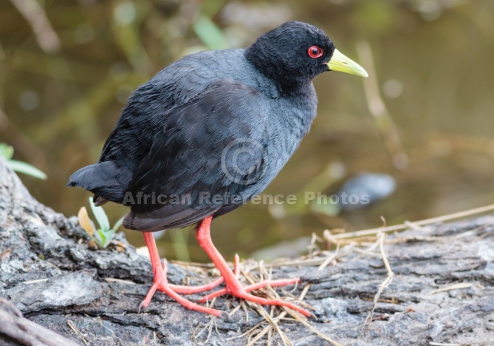 Black Crake on Log