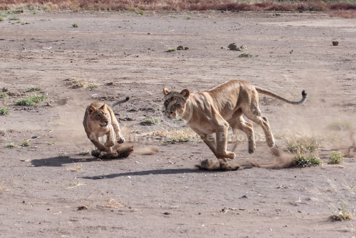 Lioness Teaching Youngster to Hunt