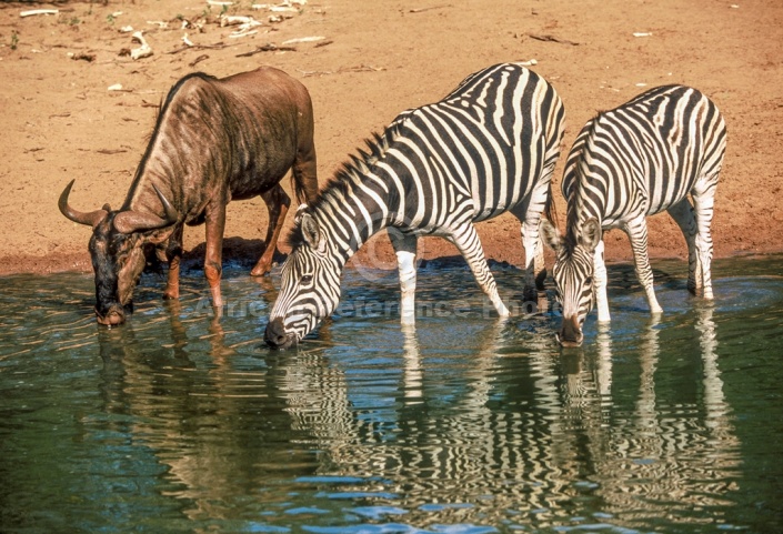 Zebra Pair with Wildebeest at Waterhole