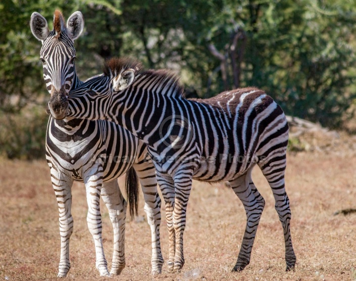 Zebra Mother with Foal