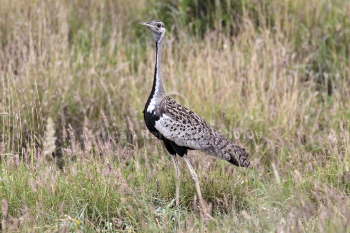 Black-bellied bustard, Kruger Park