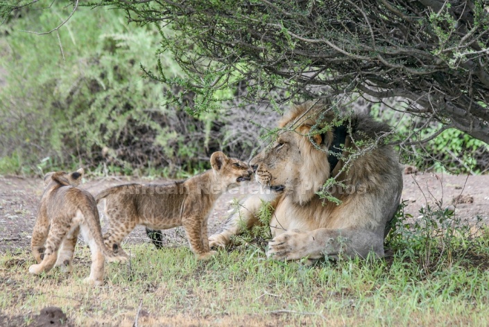 Lion Cubs with Big Male Lion