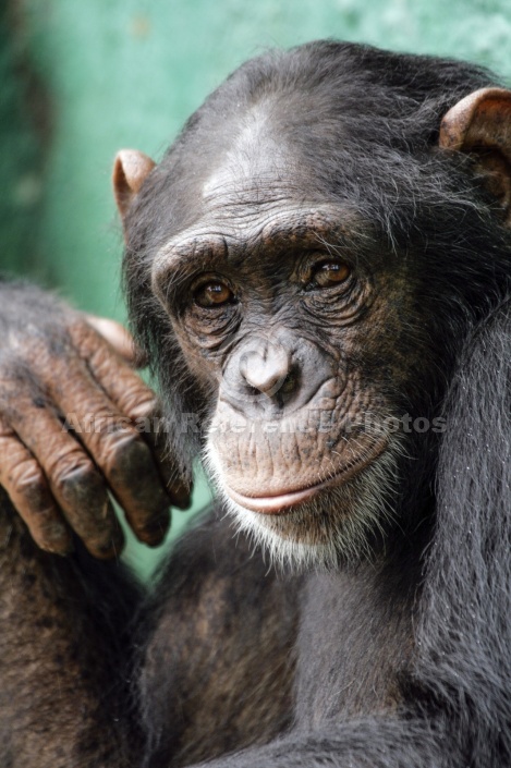 Captive Chimpanzee