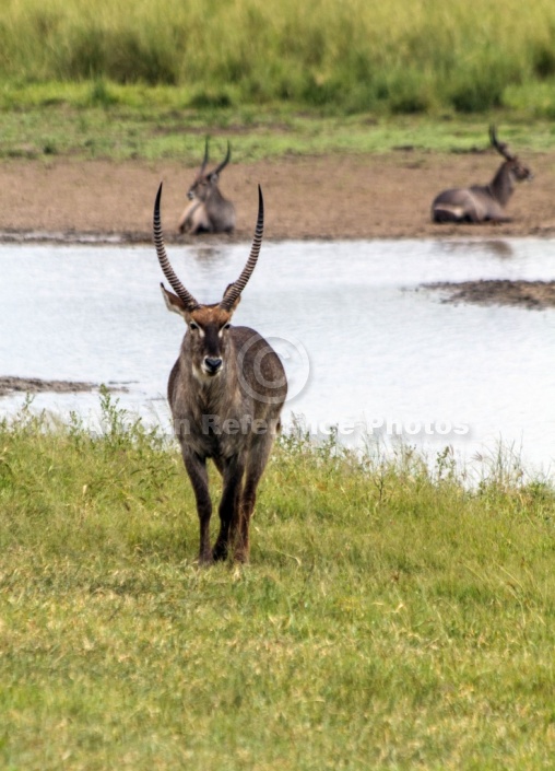 Waterbuck