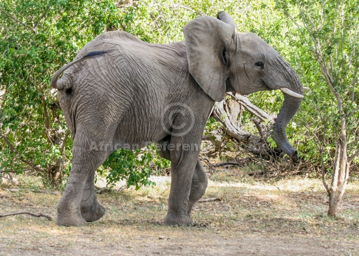 Elephant Showing Warning Signs