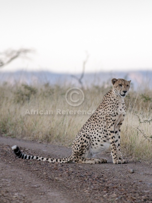 Male Cheetah at Dusk