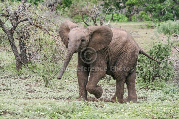 Elephant art reference image