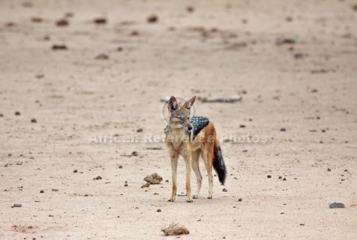 Black-backed Jackal, Three-Quarter View