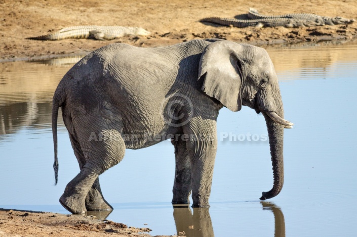 Elephant with Crocodiles in Background