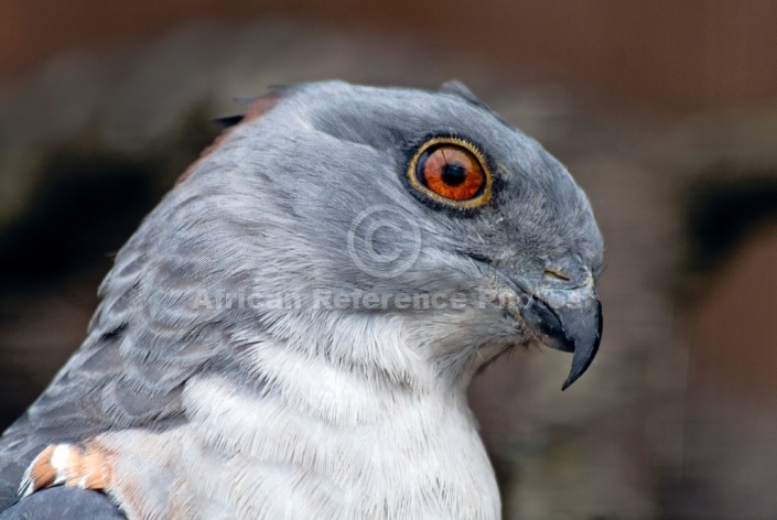 African cuckoo-hawk close-up