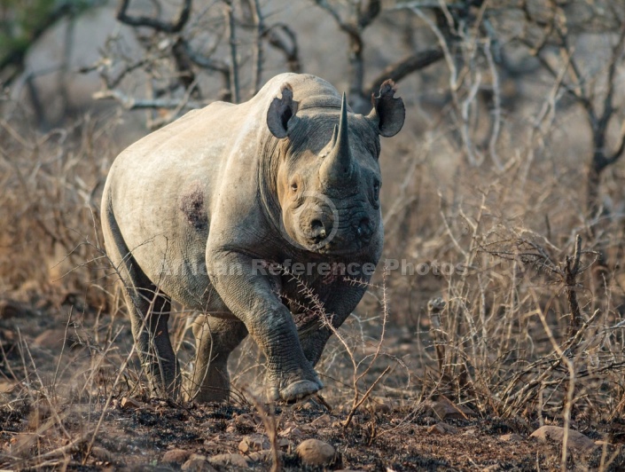 Black Rhino