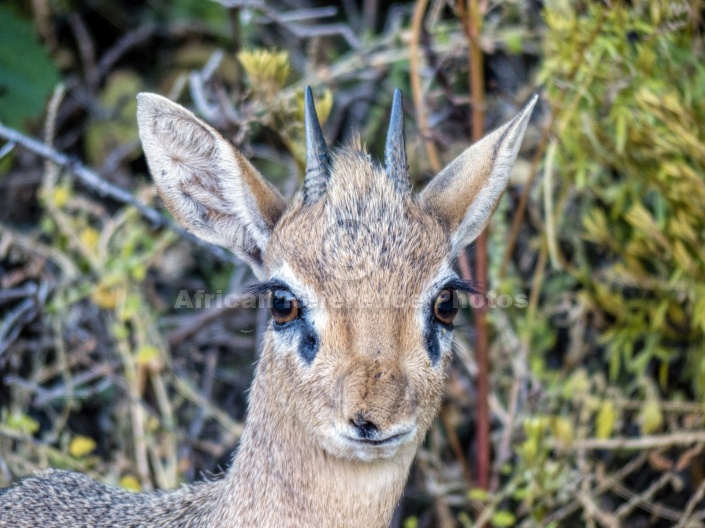 Damara Dik-Dik