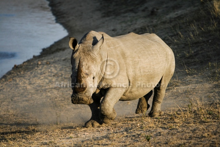 White Rhino Arriving at Waterhole