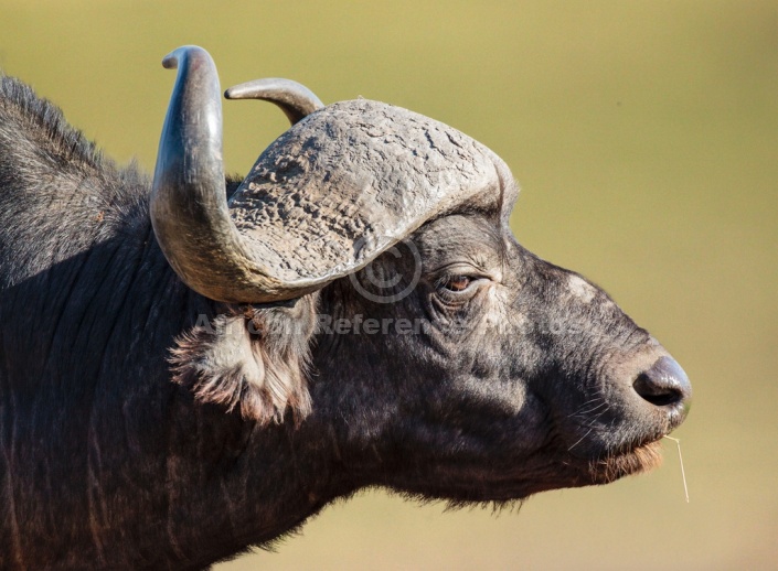 Buffalo Bull Head in Profile