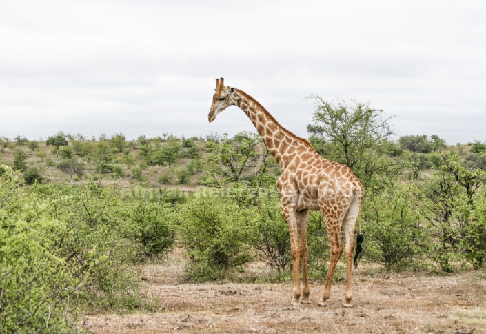 Giraffe in Open Ground