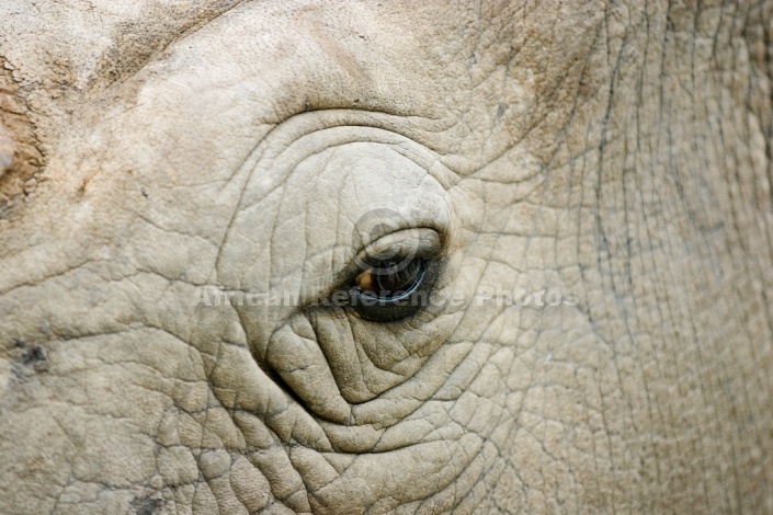 White Rhino, Extreme close-up
