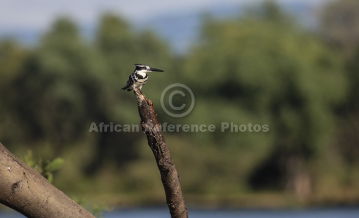 Pied Kingfisher