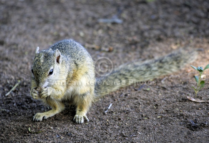 Tree Squirrel