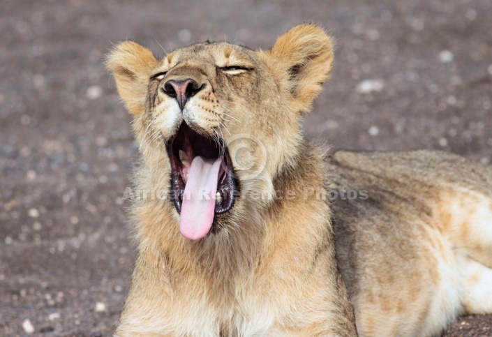 Young Lion Yawning