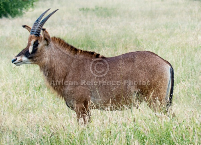 Roan Antelope Male