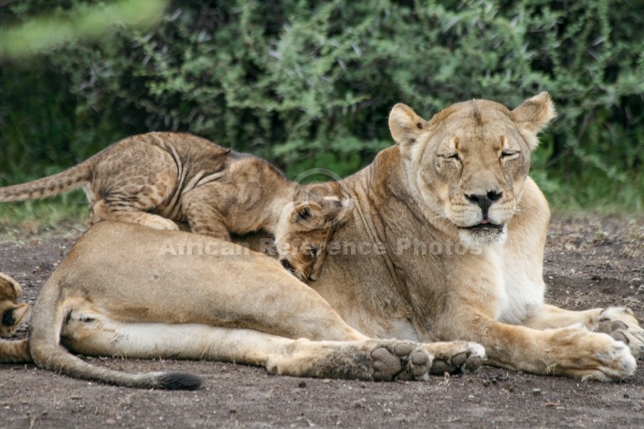 Lion Cub Clambering over Mother