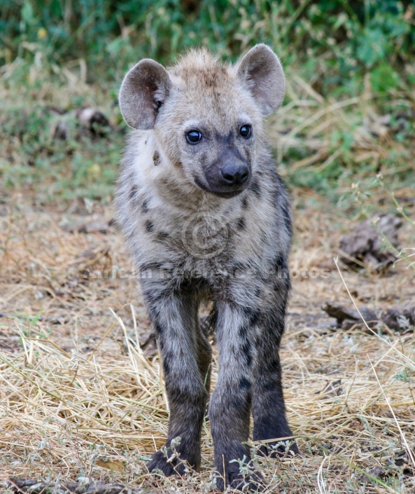 Hyena Cub