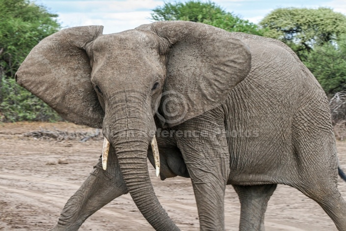 African Elephant Striding Out