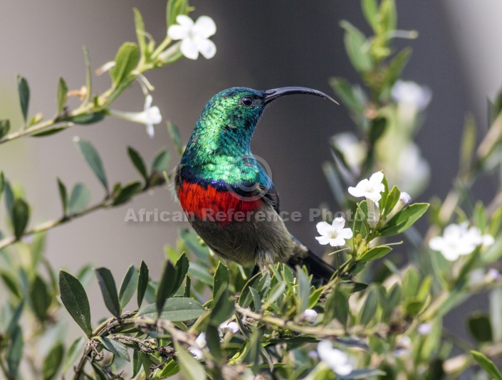 Southern Double-collared Sunbird