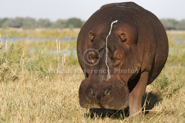 Hippo on River Bank