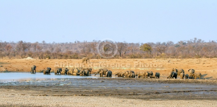 Elephant Herd Drinking, Panaromic View