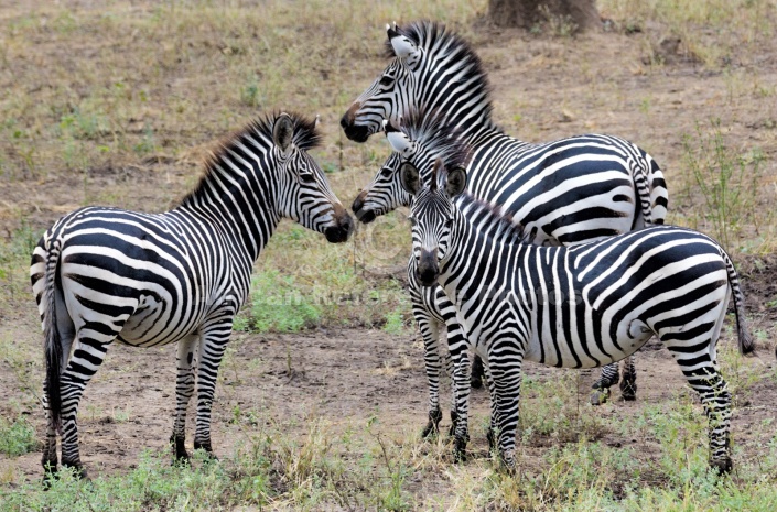 Zebra Group