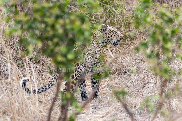 Leopard, Sabi Sand Game Reserve