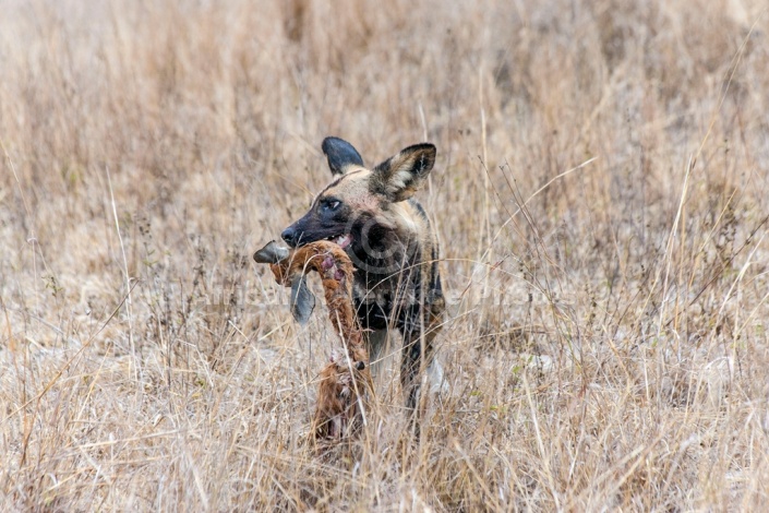 Wild Dog art reference image