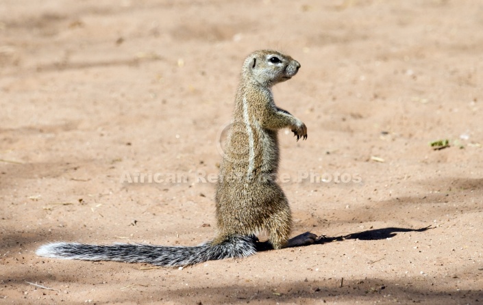 Cape Ground Squirrel on Hind Legs