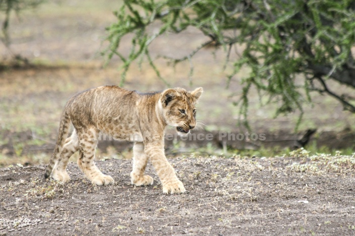 Lion Cub