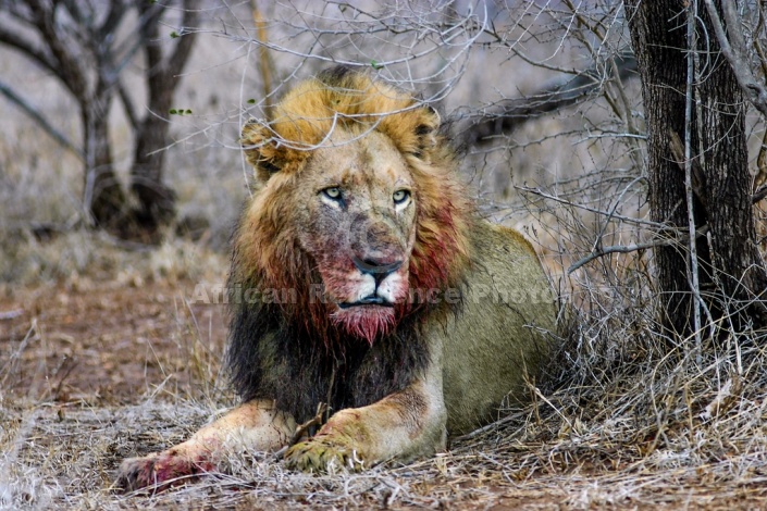 Male Lion Lying Down After Feeding