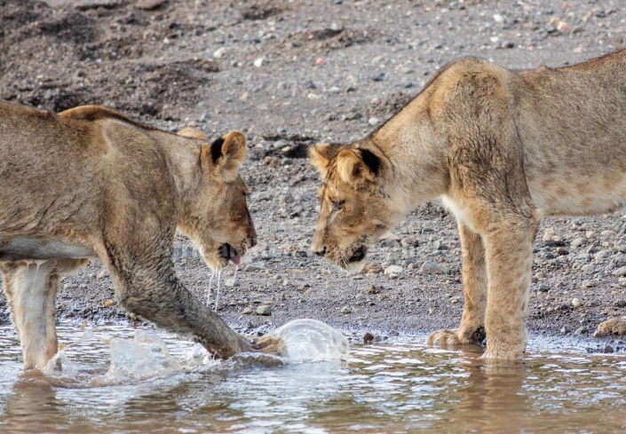 Young Lions Facing Off