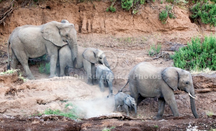 Elephants Negotiating River Bank