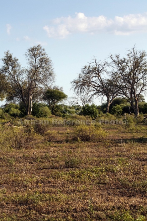 Mashatu Game Reserve Scenic