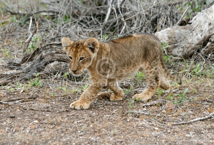 Cute Lion Cub with Huge Paws