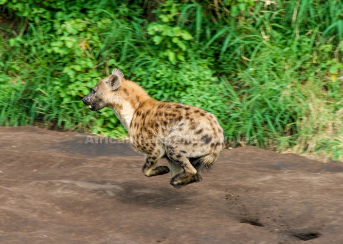 Spotted Hyena at Speed