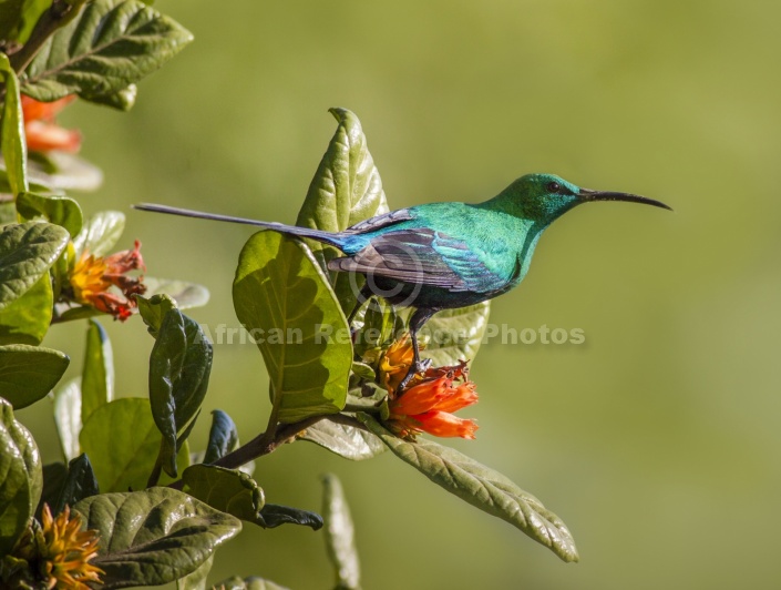 Malachite Sunbird on Wild Pomegranate