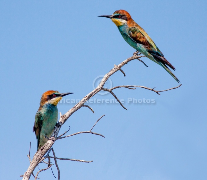 European Bee-eaters perching on twig